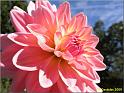 Parc floral 022